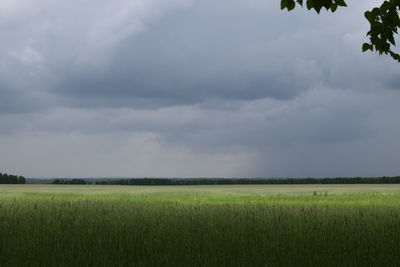 Scenic view of agricultural field against sky