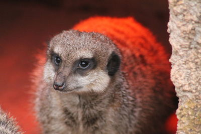 Close-up portrait of a meerkat