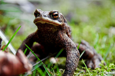 Close-up of a turtle on field