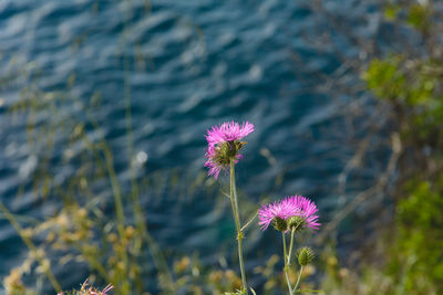 Close-up of pink flowering plant