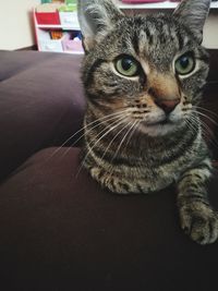 Close-up portrait of cat