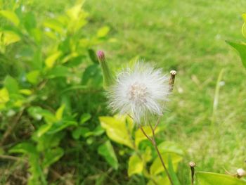 Close-up of dandelion flower