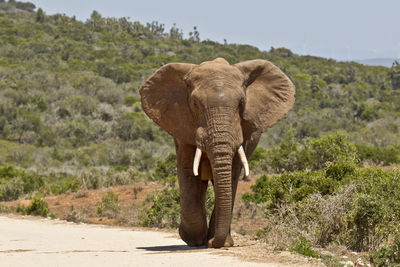 Elephant amidst trees