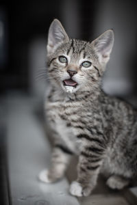 Portrait of cat sitting on floor