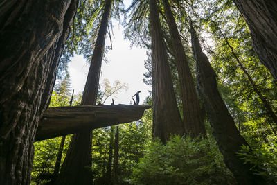 Low angle view of trees in forest