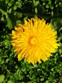 Close-up of yellow flower blooming outdoors