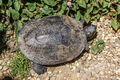 High angle view of turtle on field