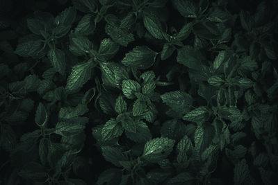 Full frame shot of green leaves