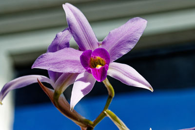 Close-up of purple flowering plant