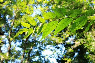 Low angle view of tree leaves