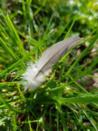 Close-up of feather on plant