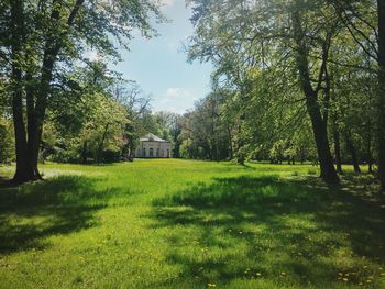 Trees on grassy field