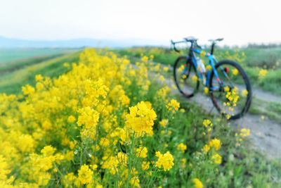 Yellow flowers in field