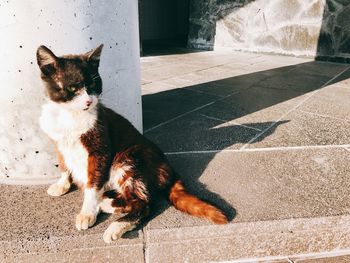 Cat sitting on pavement