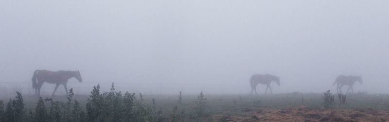 View of fog on field against sky