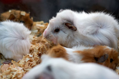 Close-up of sheep