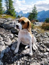 Dog sitting on rock