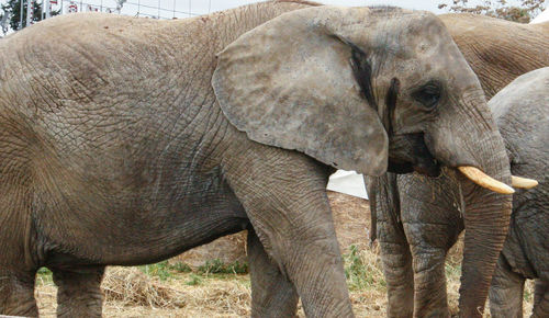 Elephant in a field