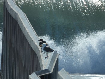 View of birds on lake