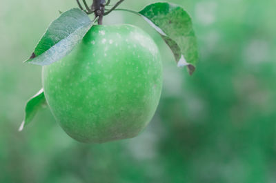 Close-up of fruits hanging on tree