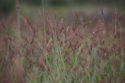 Close-up of stalks in field