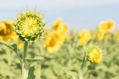 Close-up of yellow flowering plant on field against sky