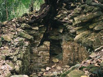 Low angle view of rocks and trees in forest