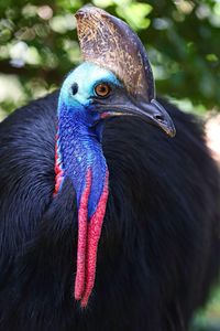 Close-up of bird