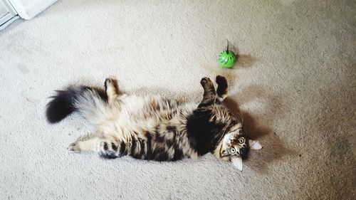 High angle view of cat lying on floor