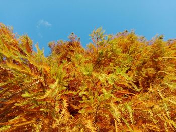 Scenic view of trees against sky