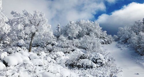 Snow covered trees against sky