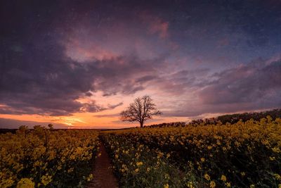 Scenic view of field against sky during sunset