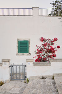 Potted plant on window of building