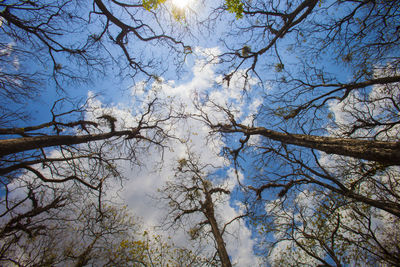 Low angle view of trees against sky