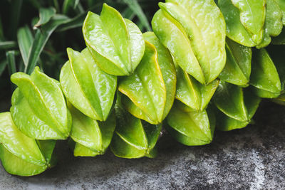 Close-up of green leaves