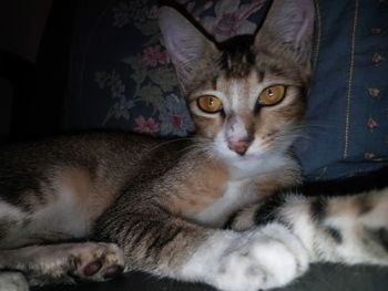 Close-up portrait of cat relaxing at home