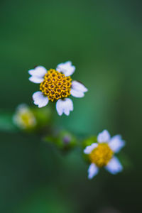 Close-up of yellow flowering plant