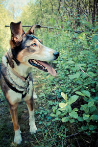 Close-up of a dog