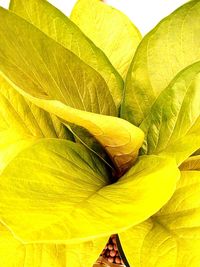 Close-up of yellow flower