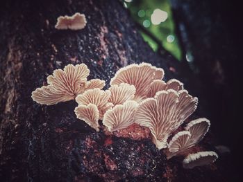 Close-up of tree at night