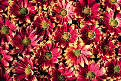 High angle view of pink flowering plants