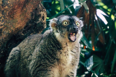 Close-up portrait of squirrel on tree