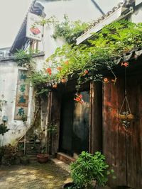 Flowers growing in house