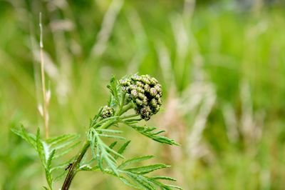 Close-up of insect on plant