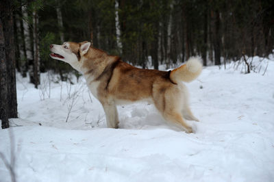 View of a dog on snow covered land