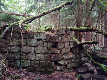 Close-up of tree trunk in forest