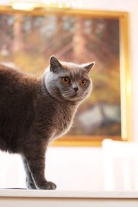 Close-up of a cat looking away