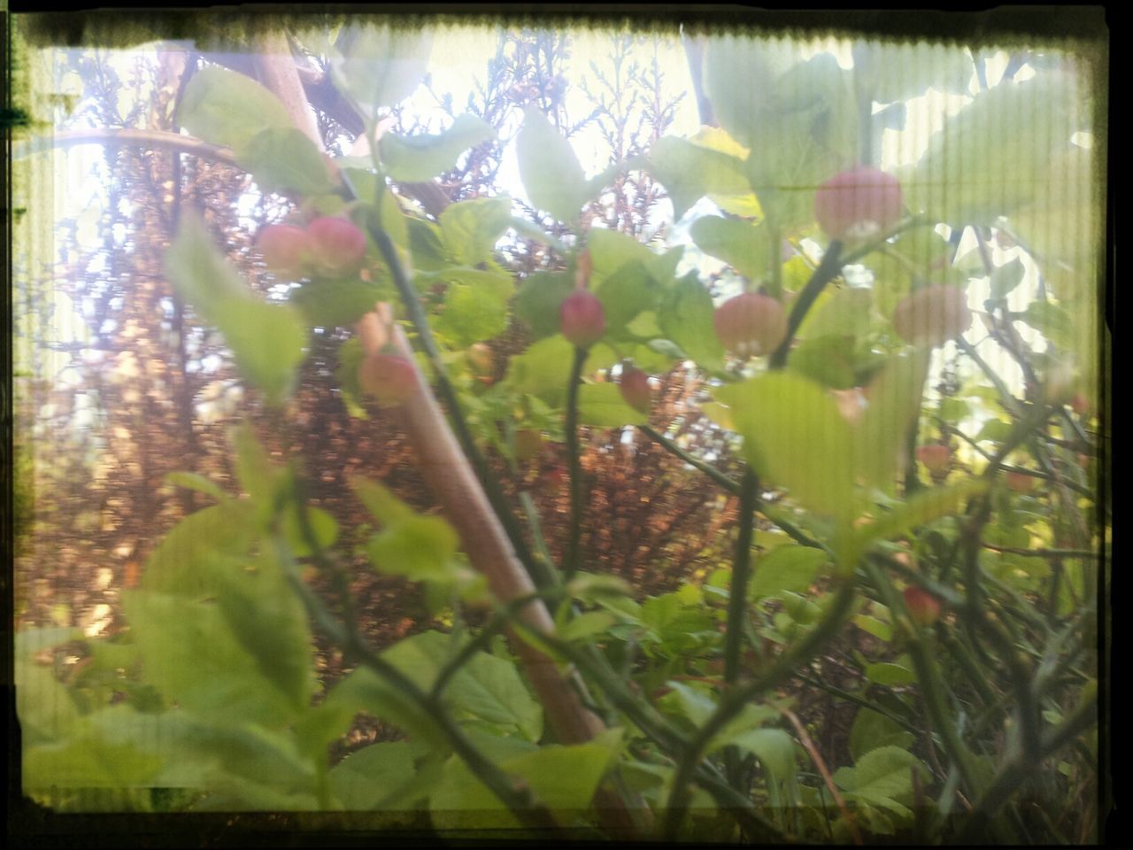 transfer print, auto post production filter, growth, leaf, plant, flower, green color, nature, freshness, close-up, beauty in nature, fragility, stem, day, no people, outdoors, botany, branch, green, focus on foreground