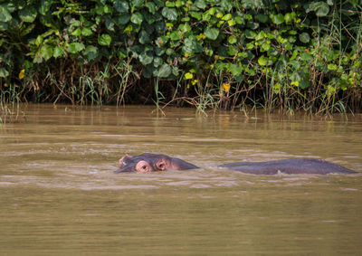 View of horse swimming in water