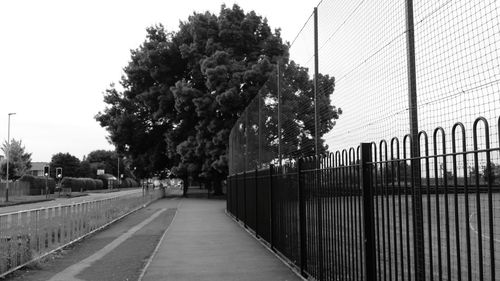 Road along trees